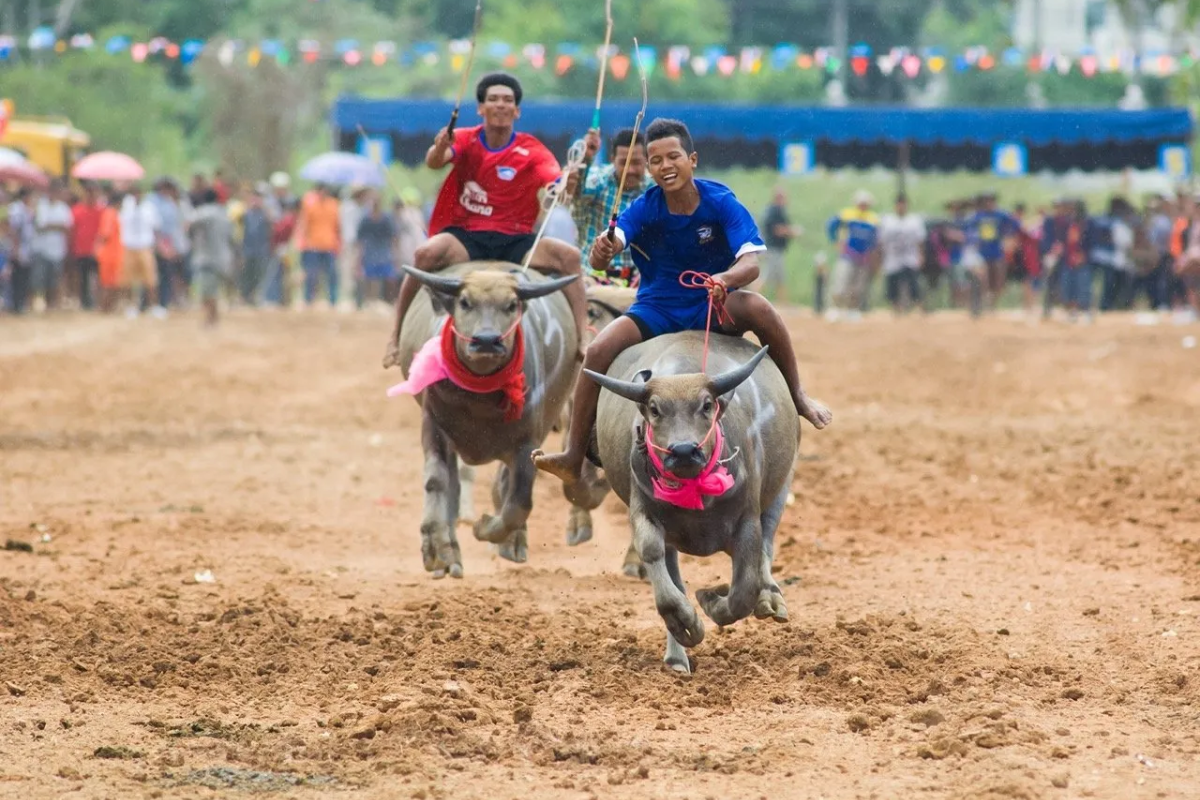 Buffalo race in action during the Chonburi Buffalo Racing Festival